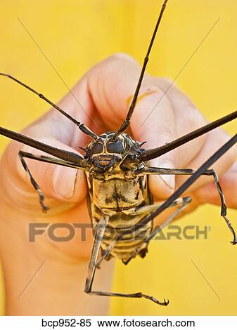 harlequin beetle held on yellow background, mexico View Large Photo Image Stock Photography - harlequin beetle held on yellow background, mexico. Fotosearch