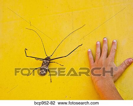 harlequin beetle next to hand on yellow background, mexico View Large Photo Image Stock Image - harlequin beetle next to hand on yellow background, mexico. Fotosearch
