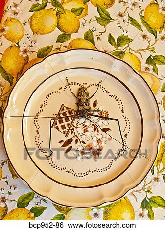 Stock Photograph - harlequin beetle on flowered dinner plate . Fotosearch