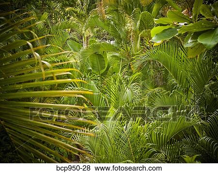 jungle in sayulita, nayarit, mexico View Large Photo Image Stock Photo - jungle in sayulita, nayarit, mexico. Fotosearch
