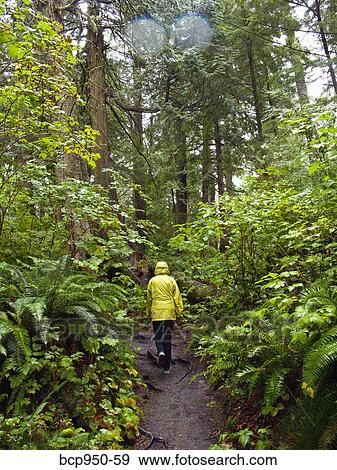 woman walking on cape flattery trail in washington state View Large Photo Image Stock Photo - woman walking on cape flattery trail in washington state. Fotosearch