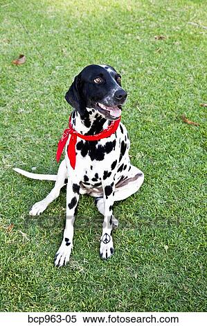 Black and white dog wearing bandana and peace sign View Large Photo Image Stock Photography - Black and white dog wearing bandana and peace sign. Fotosearch