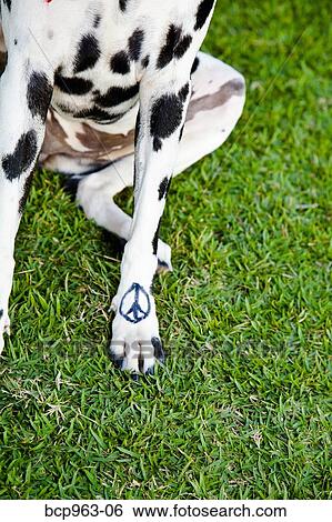 Black and white dog with peace sign on paw View Large Photo Image Stock Photograph - Black and white dog with peace sign on paw. Fotosearch