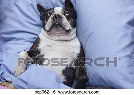Boston terrier dog lying in bed with blue sheets View Large Photo Image Stock Photograph - Boston terrier dog lying in bed with blue sheets. Fotosearch