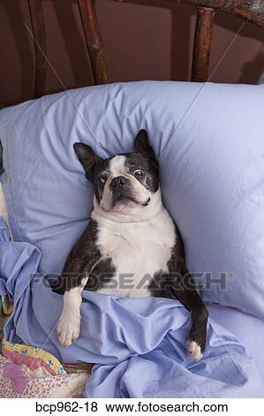 Boston terrier in bed with blue sheets View Large Photo Image Stock Photo - Boston terrier in bed with blue sheets. Fotosearch