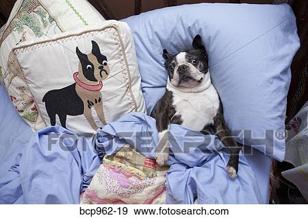 Boston terrier in bed with blue sheets View Large Photo Image Stock Photo - Boston terrier in bed with blue sheets. Fotosearch