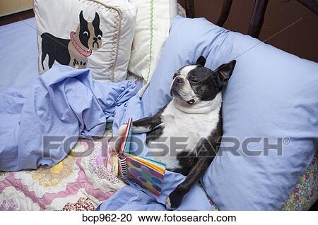 Stock Image - Boston terrier reading in bed. Fotosearch