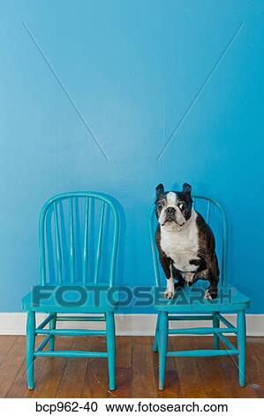 Boston terrier seated on blue chair View Large Photo Image Stock Image - Boston terrier seated on blue chair. Fotosearch