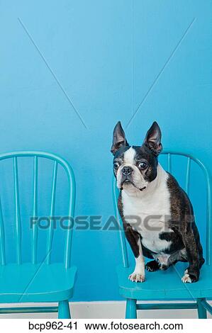 Stock Image - Boston terrier seated on blue chair. Fotosearch