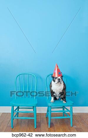 Boston terrier seated on blue chair wearing party hat View Large Photo Image Stock Image - Boston terrier seated on blue chair wearing party hat. Fotosearch