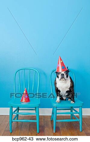 Stock Image - Boston terrier seated on blue chair wearing party hat. Fotosearch