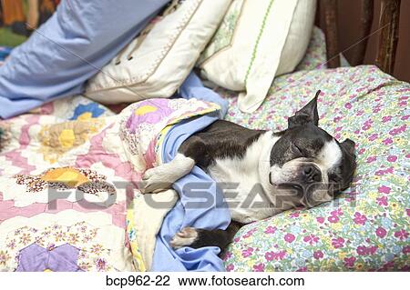 Stock Image - Boston terrier sleeping on flowered sheets in bed. Fotosearch