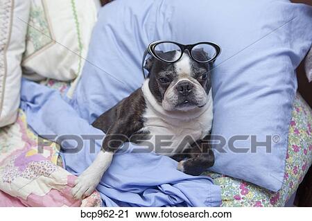 Stock Image - Boston terrier wearing glasses in bed. Fotosearch