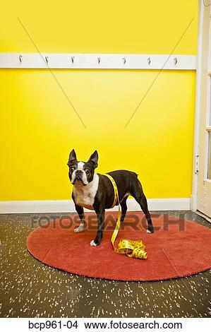 Boston terrier with measuring tape View Large Photo Image Picture - Boston terrier with measuring tape. Fotosearch