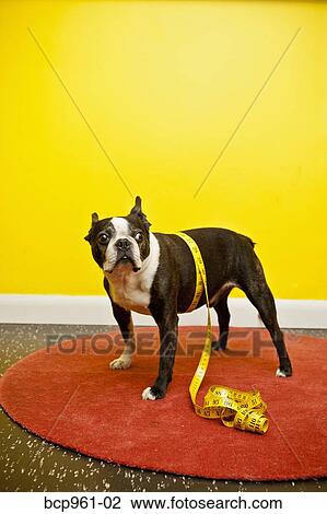 Stock Image - Boston terrier with measuring tape. Fotosearch