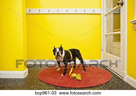 Boston terrier with measuring tape View Large Photo Image Stock Image - Boston terrier with measuring tape. Fotosearch