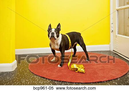 Boston terrier with measuring tape View Large Photo Image Stock Photography - Boston terrier with measuring tape. Fotosearch