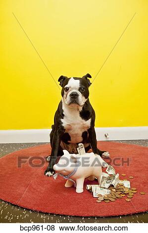 Boston terrier with piggy bank View Large Photo Image Stock Photo - Boston terrier with piggy bank. Fotosearch