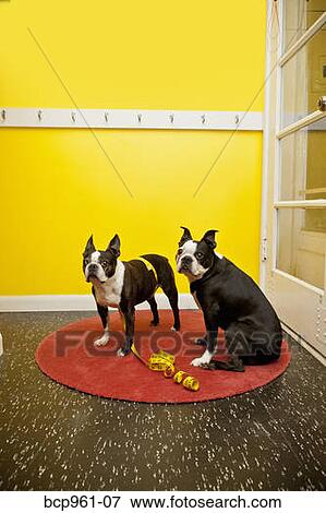 Boston terriers with measuring tape View Large Photo Image Stock Photo - Boston terriers with measuring tape. Fotosearch