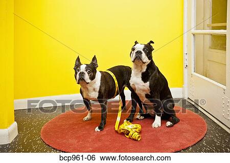 Boston terriers with measuring tape View Large Photo Image Stock Photograph - Boston terriers with measuring tape. Fotosearch