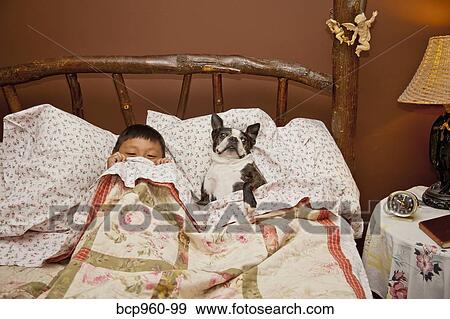 Boy in bed with Boston terrier View Large Photo Image Stock Photo - Boy in bed with Boston terrier. Fotosearch
