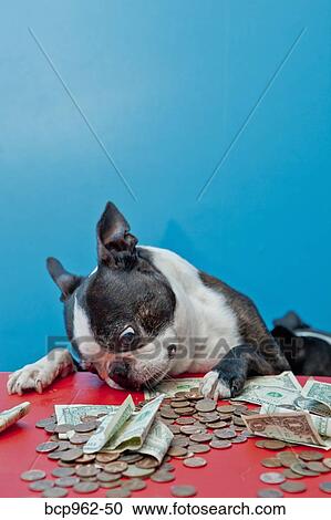 Stock Image - Dog looking at money on red table. Fotosearch