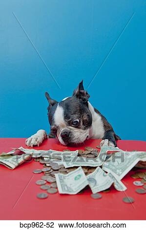 Stock Image - Dog looking at money on red table. Fotosearch