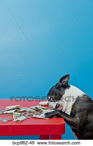 Dog looking at money on red table View Large Photo Image Stock Photo - Dog looking at money on red table. Fotosearch