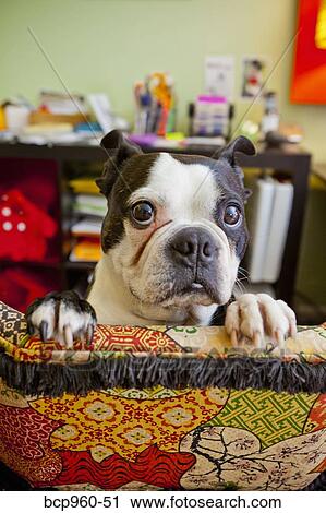 Dog looking over back of chair View Large Photo Image Stock Image - Dog looking over back of chair. Fotosearch