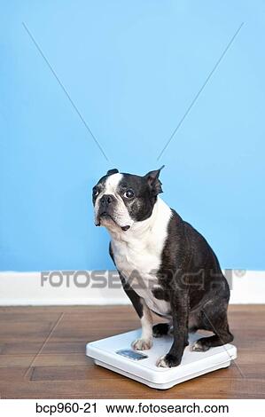 Stock Image - Dog sitting on scales. Fotosearch