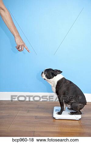 Dog sitting on scales View Large Photo Image Stock Photo - Dog sitting on scales. Fotosearch