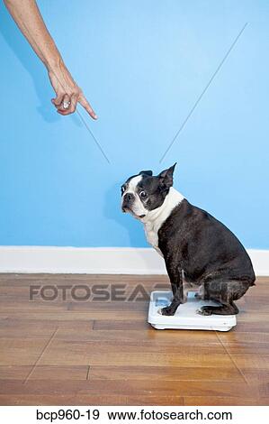 Dog sitting on scales View Large Photo Image Stock Photo - Dog sitting on scales. Fotosearch
