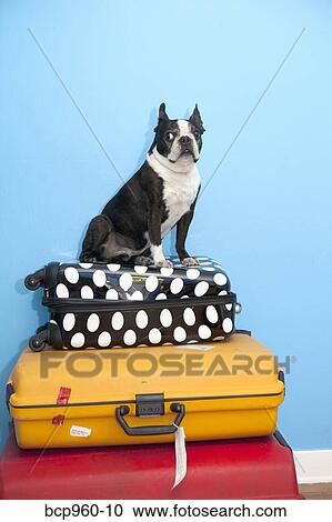 Stock Image - Dog sitting on stacked suitcases. Fotosearch