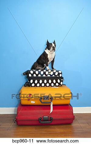 Dog sitting on stacked suitcases View Large Photo Image Stock Image - Dog sitting on stacked suitcases. Fotosearch