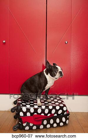 Stock Photo - Dog sitting on suitcase. Fotosearch