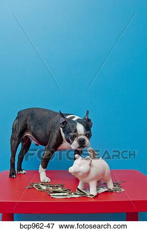 Stock Photo - Dog standing on red table with piggy bank. Fotosearch