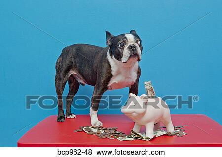 Dog standing on red table with piggy bank View Large Photo Image Stock Photo - Dog standing on red table with piggy bank. Fotosearch