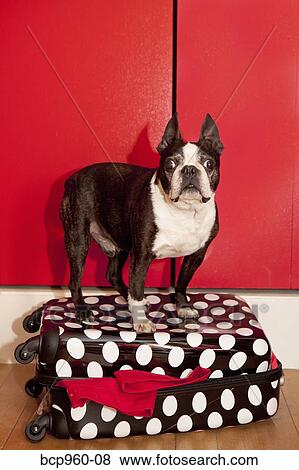 Dog standing on suitcase View Large Photo Image Stock Photo - Dog standing on suitcase. Fotosearch
