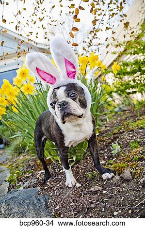 Dog with bunny ears and daffodils View Large Photo Image Picture - Dog with bunny ears and daffodils. Fotosearch