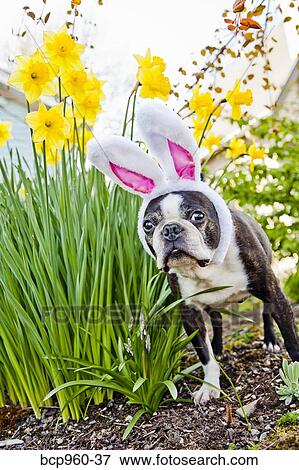 Dog with bunny ears and daffodils View Large Photo Image Stock Photo - Dog with bunny ears and daffodils. Fotosearch