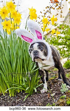 Dog with bunny ears and daffodils View Large Photo Image Stock Photograph - Dog with bunny ears and daffodils. Fotosearch