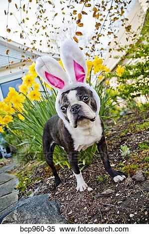 Dog with bunny ears and daffodils View Large Photo Image Stock Photography - Dog with bunny ears and daffodils. Fotosearch