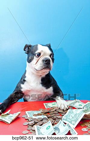 Stock Image - Dog with paws on money on red table. Fotosearch