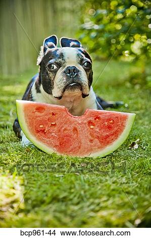Dog with slice of watermelon View Large Photo Image Picture - Dog with slice of watermelon. Fotosearch