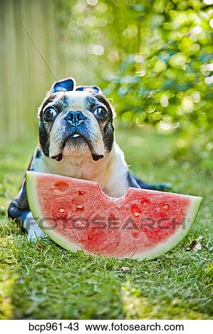 Stock Image - Dog with slice of watermelon. Fotosearch