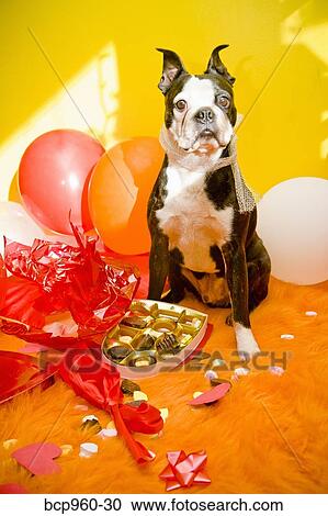 Dog with valentine box of candy View Large Photo Image Stock Image - Dog with valentine box of candy. Fotosearch
