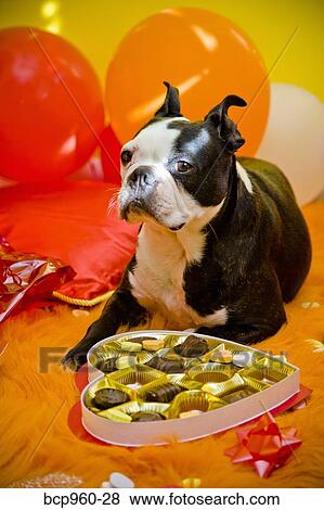 Dog with valentine box of candy View Large Photo Image Stock Photo - Dog with valentine box of candy. Fotosearch