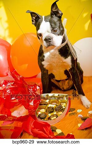 Dog with valentine box of candy View Large Photo Image Stock Photo - Dog with valentine box of candy. Fotosearch