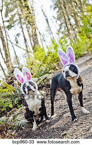 Dogs wearing bunny ears View Large Photo Image Stock Image - Dogs wearing bunny ears. Fotosearch