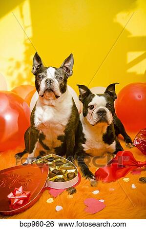Dogs with valentines and candy View Large Photo Image Stock Photograph - Dogs with valentines and candy. Fotosearch